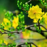 Chúc Tết Liên Khúc Nhạc Xuân 2018 I Nhạc Tết 2018 Hay Nhất Đón Tết Mậu Tuất 2018