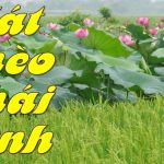 Những Làn Điệu Chèo Quê Hương Thái Bình Hay Nhất